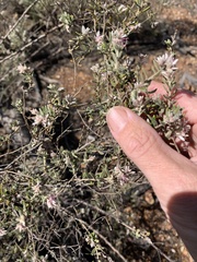 Polycarpaea spirostylis