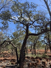 Corymbia setosa