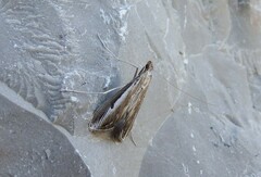 Euclasta splendidalis