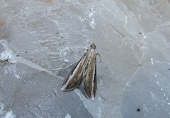 Euclasta splendidalis