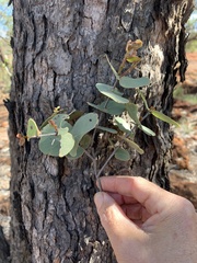 Corymbia setosa