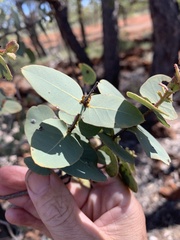Corymbia setosa