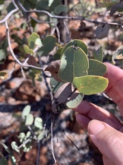 Corymbia setosa