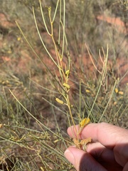 Acacia tenuissima