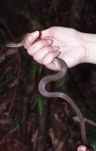 Thamnosophis infrasignatus
