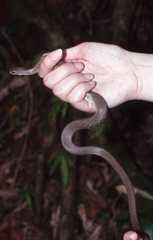 Thamnosophis infrasignatus