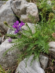 Oxytropis longirostra