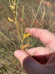 Acacia tenuissima