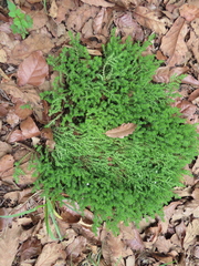 Sedum moranense