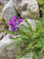 Oxytropis longirostra
