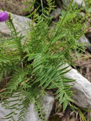 Oxytropis longirostra