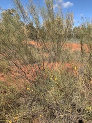 Acacia tenuissima