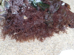 Microcladia borealis