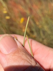 Acacia tenuissima