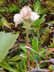 Antennaria alpina