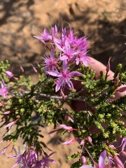 Calytrix microcoma