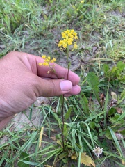 Rorippa × armoracioides