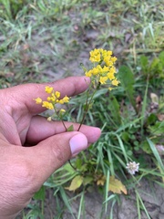 Rorippa × armoracioides