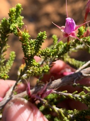 Calytrix microcoma