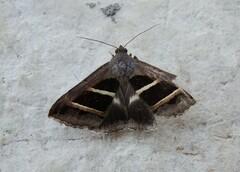 Grammodes bifasciata