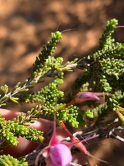 Calytrix microcoma