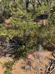 Calytrix microcoma