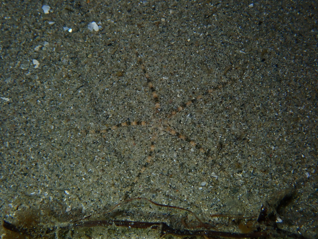 Ophioconis