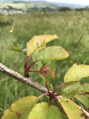 Prunus avium