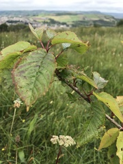 Prunus avium