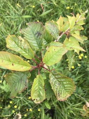 Prunus avium