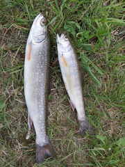 Salvelinus fontinalis image