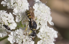 Lestica clypeata
