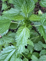 Urtica kioviensis