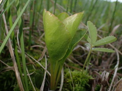 Pyrola minor