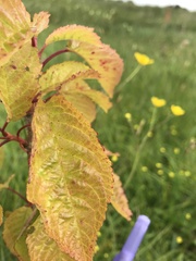 Prunus avium