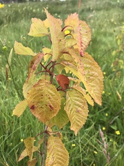 Prunus avium