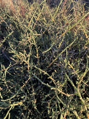 Tecticornia indica