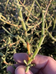Tecticornia indica