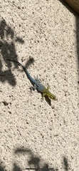 Liolaemus tenuis