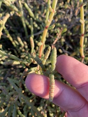 Tecticornia indica