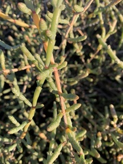 Tecticornia indica