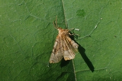 Cepphis advenaria