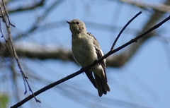 Ficedula semitorquata