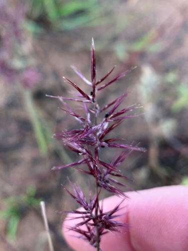 Ectrosia schultzii · iNaturalist