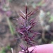 Ectrosia schultzii - Photo (c) Geoffrey Sinclair, some rights reserved (CC BY-NC), uploaded by Geoffrey Sinclair
