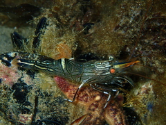 Rhynchocinetes australis