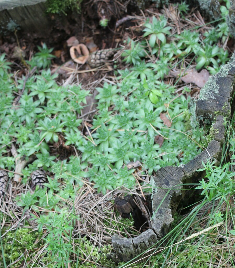 Sedum soboliferum (Sims) E.H.L.Krause