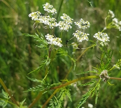 Sphallerocarpus gracilis