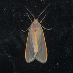 Pygarctia abdominalis