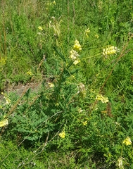 Astragalus membranaceus
